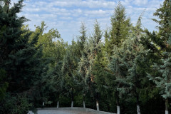 IMG_0619